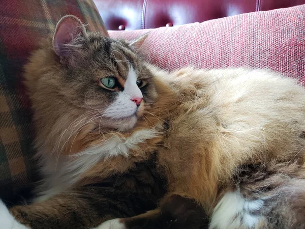 Рагамуффінова Кішка Відпочиває Меблевому Дивані Стіклі — стокове фото