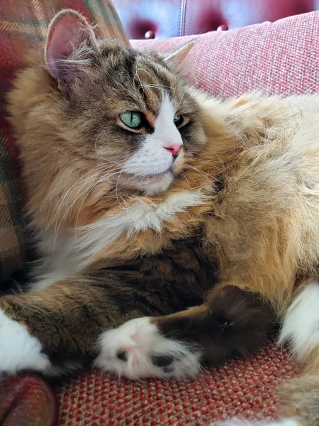 Ragamuffin kedisi Stickley mobilya kanepesinde dinleniyor.