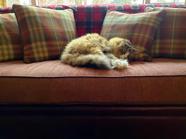 Ragamuffin kedisi Stickley mobilya kanepesinde dinleniyor.