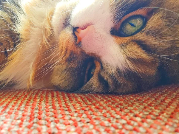 Ragamuffin kedisi Stickley mobilya kanepesinde dinleniyor.