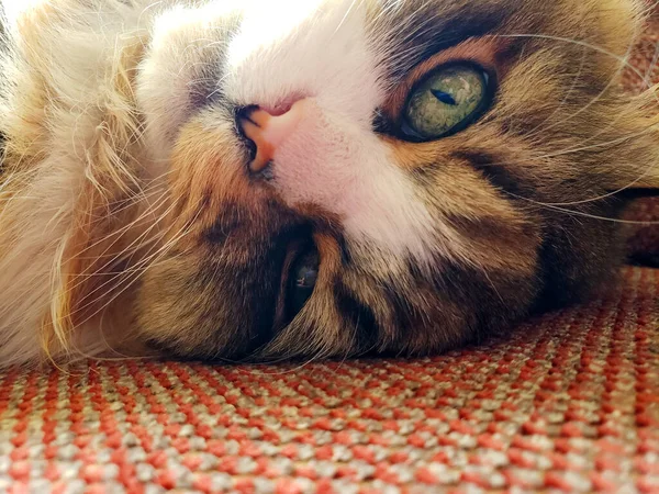 Ragamuffin Gato Descansando Sofá Móveis Stickley — Fotografia de Stock