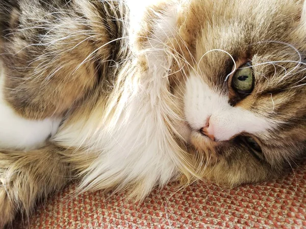 Ragamuffin kedisi Stickley mobilya kanepesinde dinleniyor.