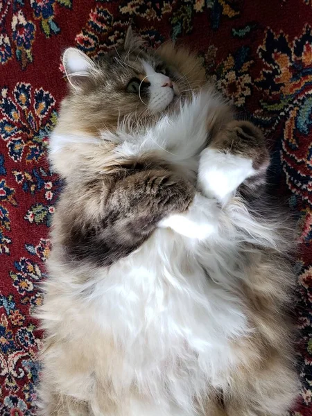 Ragamuffin safkan kedisi dinleniyor.