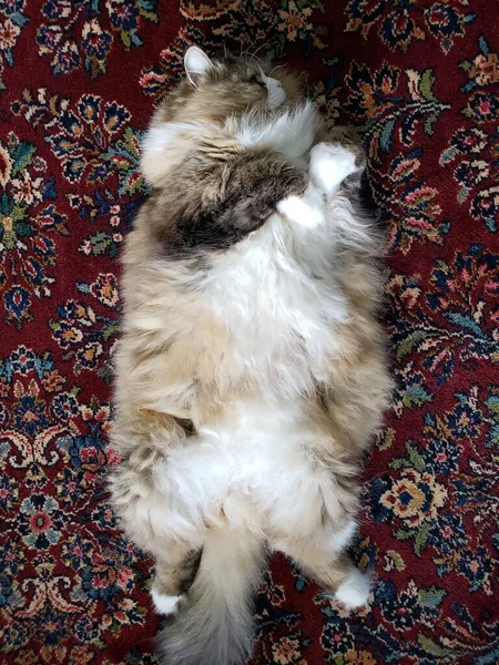 Ragamuffin Purebred Cat Resting — стоковое фото