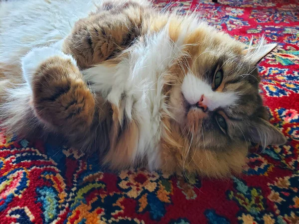 Ragamuffin Purebred Cat Resting — стоковое фото