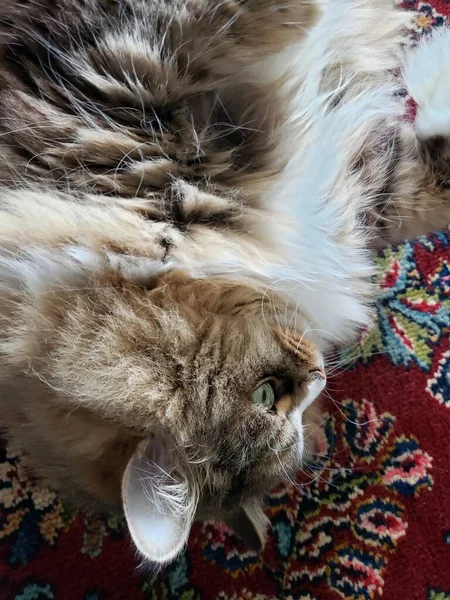 Ragamuffin safkan kedisi dinleniyor.