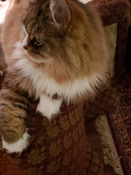 Ragamuffin safkan kedisi dinleniyor.