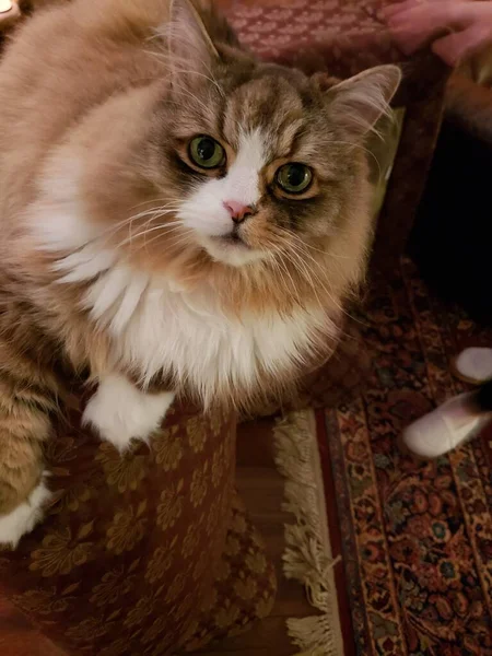 Ragamuffin safkan kedisi dinleniyor.