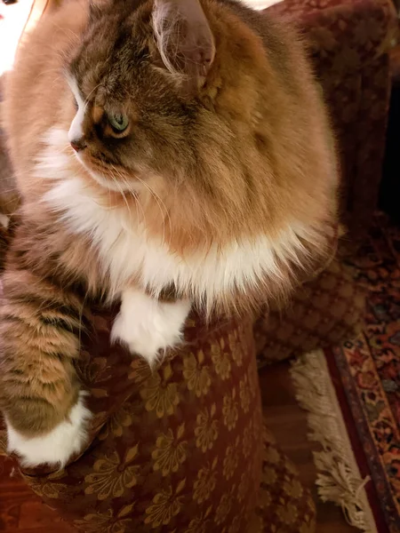 Ragamuffin safkan kedisi dinleniyor.