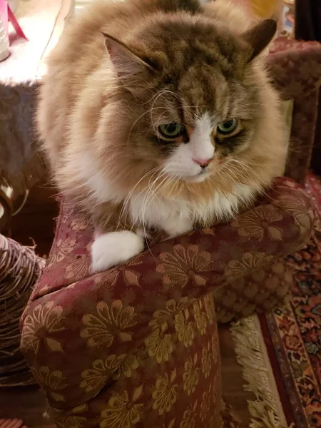 Ragamuffin safkan kedisi dinleniyor.