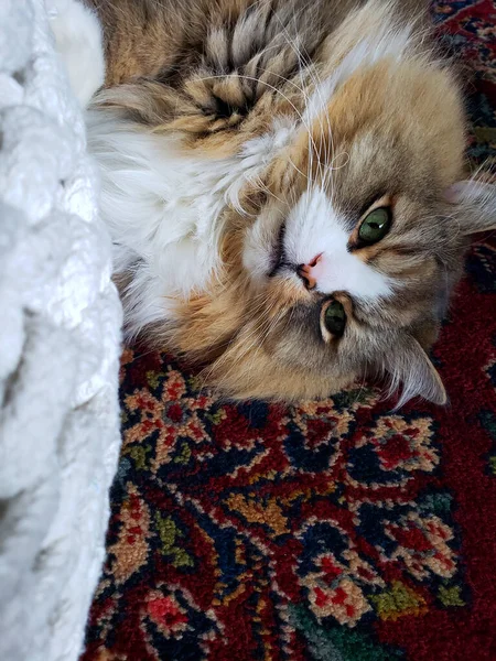 Ragamuffin Cat Resting Next Ottoman — Stockfoto