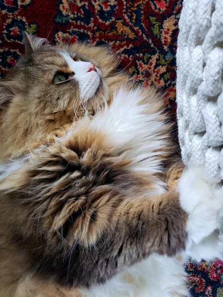Рагамуффінова Кішка Відпочиває Поруч Пуфманом — стокове фото