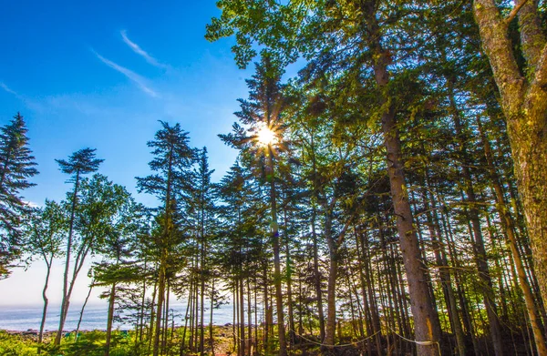 Warm Sunrise Gouldsboro Bay Maine — стоковое фото