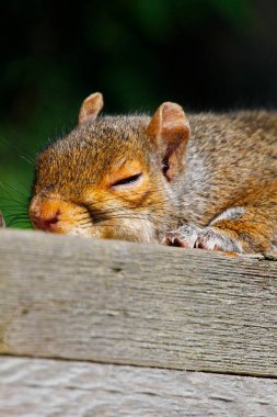 Doğu Gri Sincap (Sciurus carolinensis) bir çitin üzerinde uyuyor