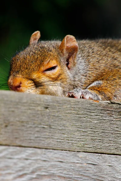 동그란 다람쥐 Sciurus Carolinensis 울타리 위에서 — 스톡 사진