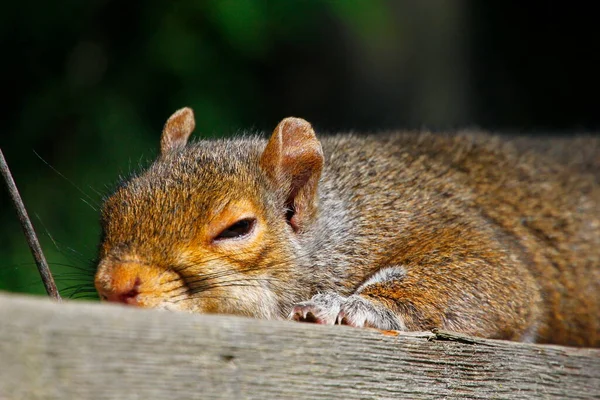 Oostelijke Grijze Eekhoorn Sciurus Carolinensis Slapend Een Hek — Stockfoto