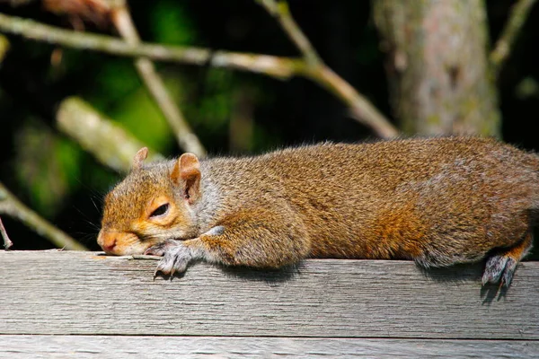 Eastern Grey Squirrel Sciurus Carolinensis Sleeping Top Fence — Stock Photo, Image