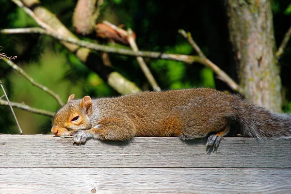 Ardilla Gris Oriental Sciurus Carolinensis Durmiendo Sobre Una Valla —  Fotos de Stock