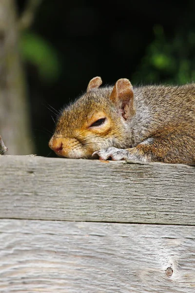 Doğu Gri Sincap Sciurus Carolinensis Bir Çitin Üzerinde Uyuyor — Stok fotoğraf