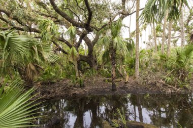 Kissimmee Prairie Eyalet Parkı, Florida