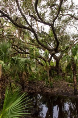 Kissimmee Prairie Eyalet Parkı, Florida