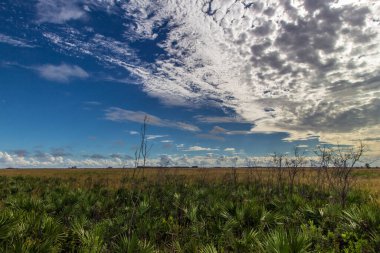 Kissimmee Prairie Eyalet Parkı, Florida