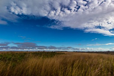 Kissimmee Prairie Eyalet Parkı, Florida