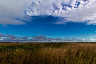 Kissimmee Prairie Eyalet Parkı, Florida