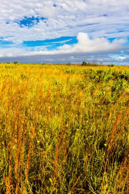 Kissimmee Prairie Eyalet Parkı, Florida