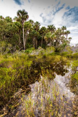 Kissimmee Prairie Eyalet Parkı, Florida