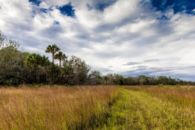 Kissimmee Prairie Eyalet Parkı, Florida