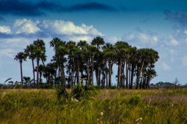 Kissimmee Prairie Eyalet Parkı, Florida