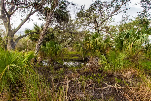 Kissimmee Prairie Preserve State Park Florida — Stockfoto