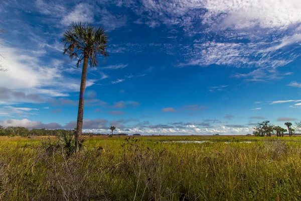 Kissimmee Prairie Preserve State Park Φλόριντα — Φωτογραφία Αρχείου