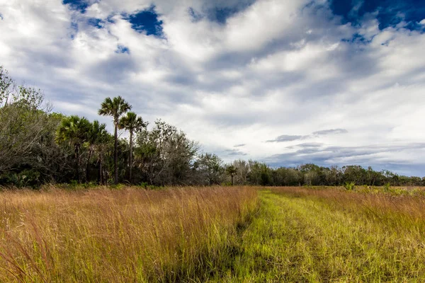 佛罗里达州Kissimmee草原保护区州立公园 — 图库照片