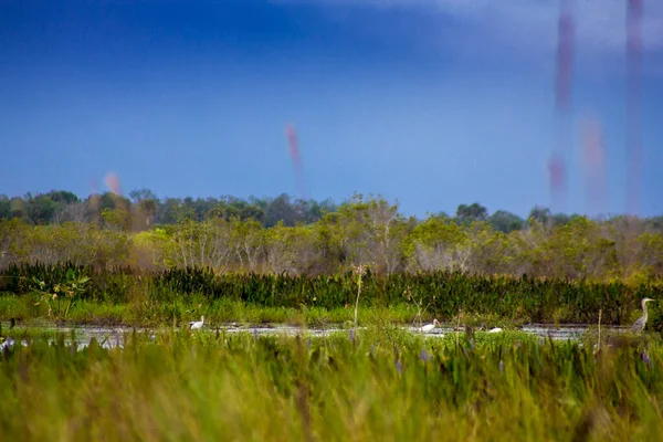 Kissimmee Prairie Preserve State Park Florida — Stock Photo, Image