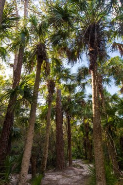 Oxbow Çevre Merkezi, Fort Pierce, Florida