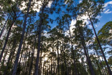 Oxbow Çevre Merkezi, Fort Pierce, Florida