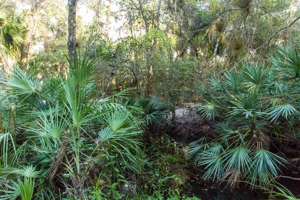 Oxbow Eco Center Fort Pierce Florida — Stock Photo, Image