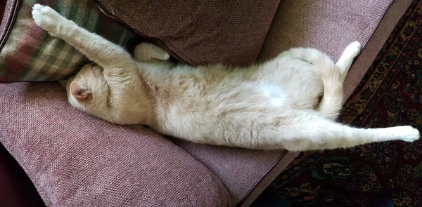 Cream Tabby Cat Sleeping Stretched Out Stickley Couch — стоковое фото