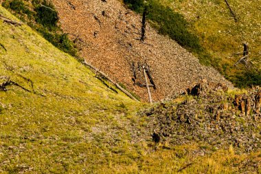 Bear Butte Eyalet Parkı Yazın, Güney Dakota