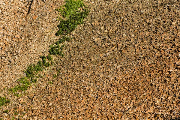 Bear Butte State Park Sommer South Dakota — Stockfoto