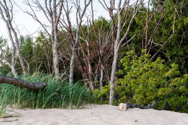 Kum tepecikleri tarafından öldürülen ağaçlar, Silver Lake State Park, Michigan
