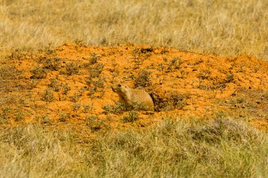 Çayır Köpeği Kasabası, Şeytanın Kulesi Ulusal Anıtı, Wyoming