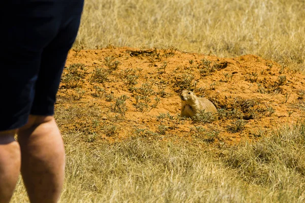 Prairie Dog Town, Devil\'s Tower National Monument, Wyoming