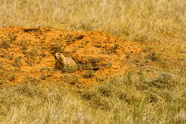 Çayır Köpeği Kasabası Şeytanın Kulesi Ulusal Anıtı Wyoming — Stok fotoğraf