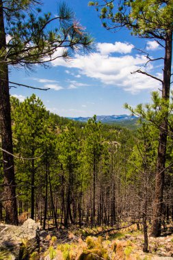 Heddy Draw Overlook, Custer State Park, Güney Dakota