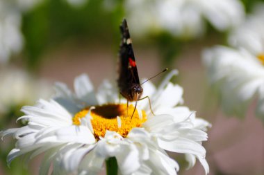 Kızıl Amiral Kelebek (Vanessa atalanta) beyaz bir papatya çiçeğinin üzerinde