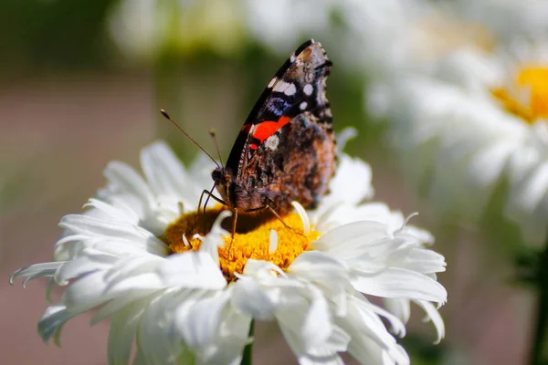 Red Admiral Butterfly Vanessa Atalanta White Daisy Flower — Stock Photo, Image