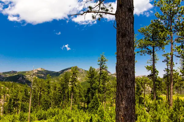 View Needles Highway Summer Custer State Park South Dakota — Stock Photo, Image